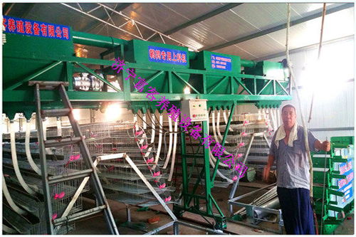 甘肃鹌鹑笼具价格解析与专业技术咨询交流指南